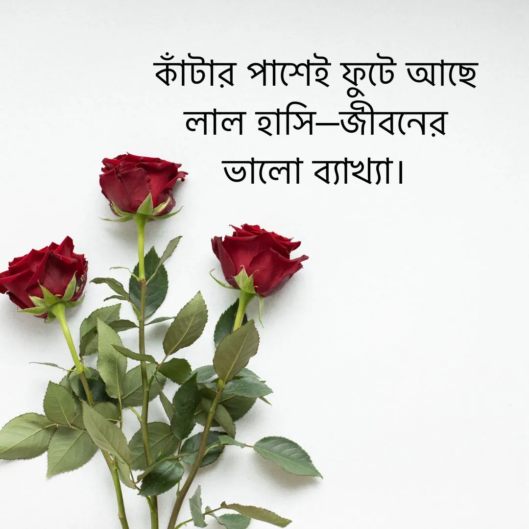 গোলাপ ফুল নিয়ে স্ট্যাটাস